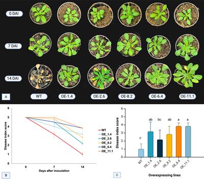 Ectopic expression of a truncated NLR gene from wild Arachis enhances resistance to Fusarium oxysporum